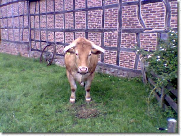 Letztes Bild erreicht